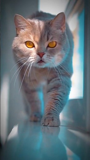 Cat walking toward camera in slow motion 🐱