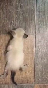 1.7K views · 12 reactions | This little girl has swimmer syndrome, a...