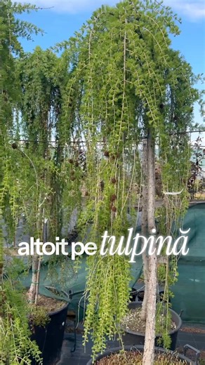 🌿 Larice Pendulara pe Picior (Larix decidua pendula)Conifer decorativ cu aspect deosebit, ideal pentru gradini, alei si zone decorative. Frumusete distinctiva prin ramurile cazatoare.📏 Inaltime: 175-200cm🚚 Livrare rapida oriunde in Romania👉 Comanda acum:https://bursa-plantelor.ro/products/zada-pendulara-pe-picior-larix-decidua-pendula-pe-picior?_pos=2&_psq=larix&_ss=e&_v=1.0📞 Comenzi rapide: 0736.707.707 | Bursa Plantelor