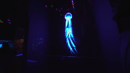 Jellyfish explained - creatures that don’t feel real