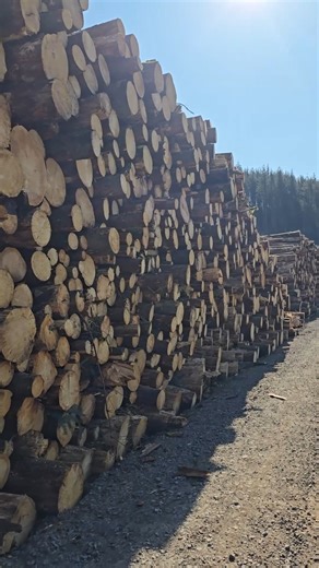 The sunshine and some lovely logs. Can't ask for much more 😍 #timber #logs #forestry #logging #logger | Forestry Journal