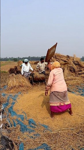 Threshing & Winnowing #shorts