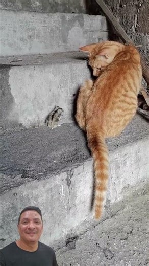 Gato e Rato, #memes #humor #comedia #animais