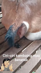 39K views · 182 reactions | Ciri-ciri kambing mau beranak, Bagian 5 | Ternak kambing di indonesia | Facebook