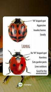 Not every spotted beetle is a lucky ladybug! 🐞 The real ones are harmless garden helpers, while their look-alikes can sneak indoors and cause trouble. Next time you spot one, check for the “M” mark and know who you’re dealing with. 🌿✨ #NatureFacts #EcoLiving #CureJoy | Curejoy