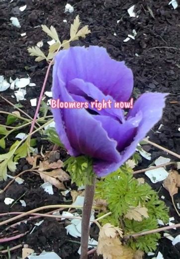 Some bloomers in February here at our flower farm in zone 9a/b. I can feel spring in its way! 👏👏👏 What are you most excited about for the upincoming Spring? #fullcircleflorals #flowers #garden