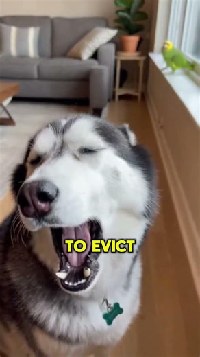 Parrot Roasts Husky's Howl #funny #pets #viral