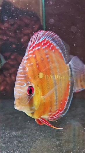 Liar tapi menenangkan = wild discus #aquascapediscus #wildiscus #zoradiscus