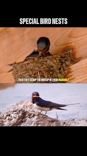 Barn Swallow Building a Nest 🪺 #barnswallow #buildnest #birds #birdnest #birdsoftiktok #nest