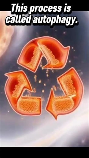 Why Your Brain Eats Itself When You’re Hungry