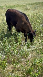 Found a big steer calf that I figured got bitten by a rattle snake. He has a swollen shoulder, very stiff, limping and acts sick. I doctored him yesterday and today. I’m hoping he will recover but it might be a long process. Yesterday I walked right up and gave him a shot today I had to use the dart gun. He did look better 24 hours after I gave him the first shot. | JC Farms