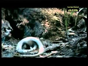 Goliath Tarantula vs Snake