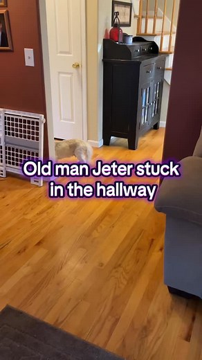 1.9K reactions · 26 shares | He's stuck again. Time to get him moving. #Shihtzu #dementia #olddog #stuck | George Beaudoin | Facebook