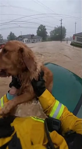 Firefighter Saves Dog From Raging Floodwaters