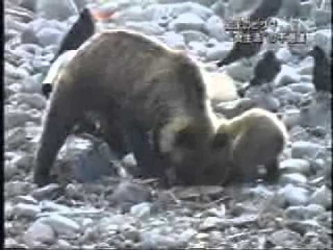 【MIKIOジャーナル】ヒグマの食