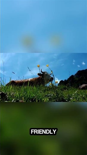 What Does a Cow’s Moo Mean? #nature #youtubeshorts #cow
