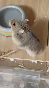 Kaarna Special | Adorable Campbell Hamster Moments