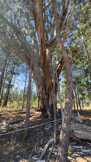 🦉 Hidden in plain sight… In the heart of Eden Forest, a young owlet peers out from its camouflaged cradle—soft down, fierce gaze, and the quiet wisdom of wild places. Nature’s architecture, perfected in bark and pine needles, reminds us that beauty often hides in silence. 📍Eden Forest, South Africa #OwletWatch #EdenWhispers #WishingForAfrica #WildlifeWonder #CamouflageMagic #ForestGuardians #LuxuryConservation #NatureKnows #birders #stellenbosch #whatsyourwish #wishingforafricasafaris | Wishin
