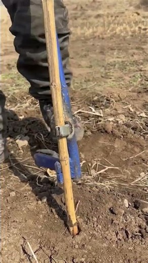 Bamboo Frame Installation Tool for Vegetable Farming | Efficient Field Setup #Shorts
