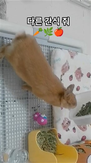 간식편식하는 토끼 #콩콩이 #솜뭉치 #bunny #동물키우기 #rabbitlife