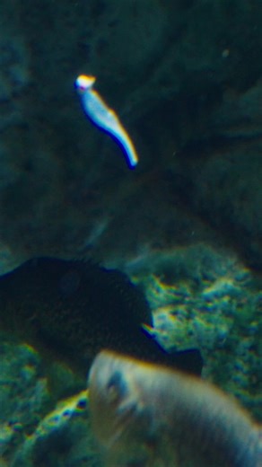 CRAPPIE MADNESS IS HERE! Get the gear to help you read the signs, find the brush pile, and set the hook! | Bass Pro Shops