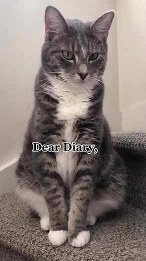 Cat's Diary: A Tale of Solidarity with the Authorities Cat Comedy