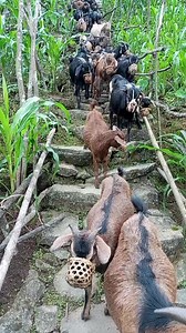 Sunset Goats with Suyog Kulung Rai