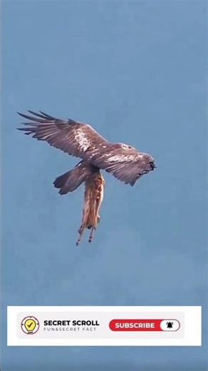 Eagle went on a killing spree #shorts #eagles #wildlife