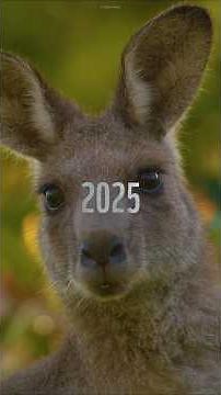 Nature got some big wins in 2025. Here’s a reminder of how you helped the planet this year🥹#goodnews