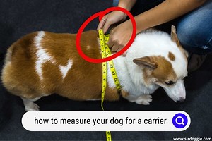 How to Measure Dog For Carrier [THE RIGHT WAY] - SirDoggie.com