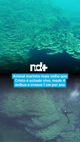 Em meio ao branqueamento de corais, doenças e perda de habitat que assolam os oceanos, um gigante oculto recém-descoberto vem desafiando as probabilidades. Cientistas da NOAA (Administração Oceânica e Atmosférica dos EUA) mediram pela primeira vez um coral da espécie Porites rus que pode ter mais de 2.050 anos e ocupar uma área equivalente a quatro ônibus escolares enfileirados. A majestosa estrutura, descrita como “semelhante a uma catedral”, foi encontrada dentro de uma caldeira vulcânica subm
