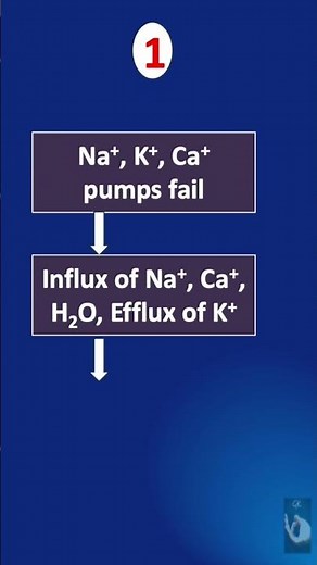 Shorts # 118: Ischemia-Reperfusion Injury (IRI) - What happens during the ischemia phase?
