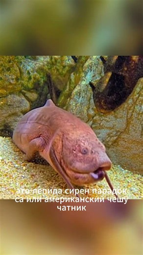 Рыба, которая дышит воздухом 😱🐟 #рыбы #фактыорыбах #амазонка #животные #shorts 🐟🌿