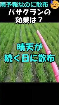 Spraying despite the rain forecast😓 [Mid-to-Late Season Herbicide] How effective is Basagran? #sh...