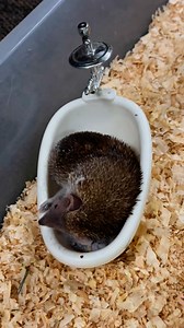 Did you know tenrecs love taking dust baths to keep their fur clean and free of oils! These little creatures, native to Madagascar, use dust instead of water to stay fresh. | Cincinnati Zoo & Botanical Garden