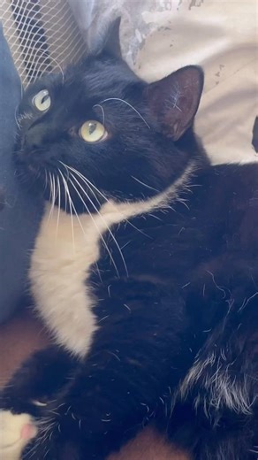 Purring Cat sound for Relaxation. Purr. Cat purring. Sweet video for relaxation #purr #cutecat