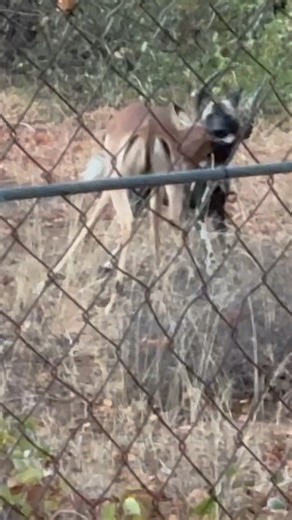 2.1M views · 13K reactions | Impala Fights Off Wild Dog on Camp Fence-Line - Willem Carstens | Latest Sightings - Kruger | Facebook