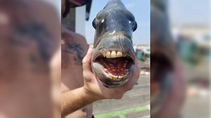 Photos: Sheepshead fish known for its ‘human teeth’ caught in US