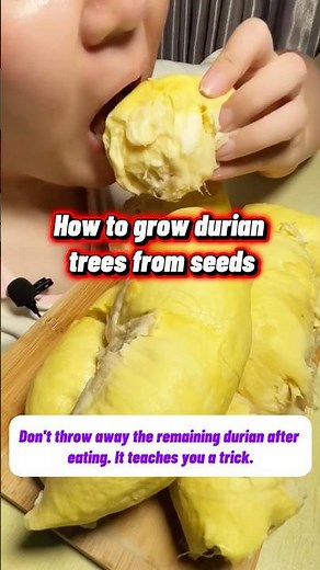 How to Grow Durian from Seed | Fast Germination & Healthy Growth 🌱