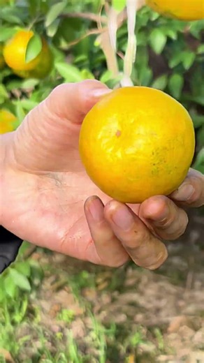 How sweet can homegrown oranges get? This harvest is so refreshing! 🍊