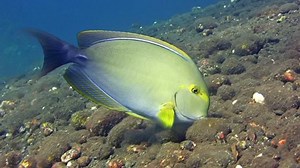 Yellowfin Surgeonfish Acanthurus Xanthopterus Eating Stock Footage Video (100% Royalty-free) 20813611 | Shutterstock