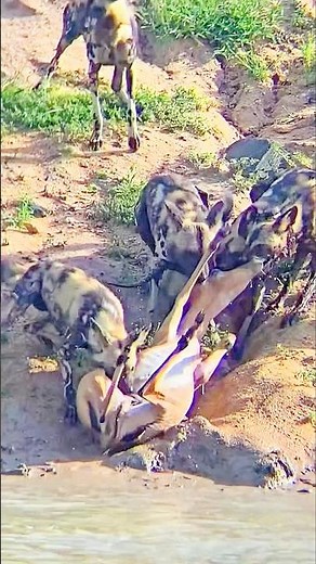 Wild Dogs And Hyenas Hunt And Kill Impalas Within Seconds #shorts #hunting