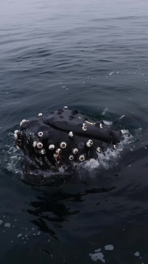 692K views · 17K reactions | Humpback whale almost touches my boat during friendly encounter! | Erego Whale | Facebook