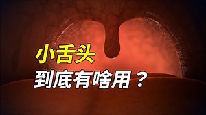长期被你忽视和误解的小器官，到底有啥用？