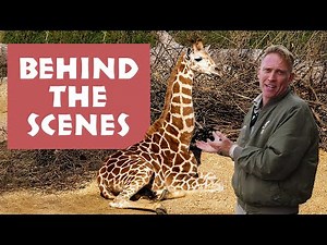 INSIDE TARONGA ZOO'S NEW GIRAFFE BARN! - BEHIND THE SCENES!