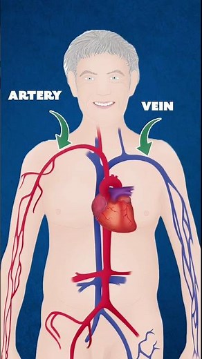 Thick Walls vs. Thin Walls: The Inside Story of Arteries and Veins #Arteries#Veins#CirculatorySystem