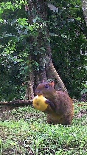 Rodent of unusual size… Agouti caught on camera