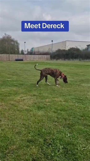 RSPCA Hull and East Riding on TikTok