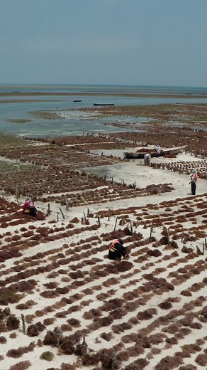 The secret to restoring Africa's coastal waters and boosting local incomes lies beneath the 🌊 waves. It’s seaweed 🪸! This edible resource offers a sustainable, eco-friendly source of food and income, as well as a powerful ecological solution. Organisations like The Nature Conservancy in Africa (TNC) are harnessing its potential through aquaculture initiatives that empower coastal communities, training primarily local women as seaweed farmers. Traditionally, women have faced barriers to enterin