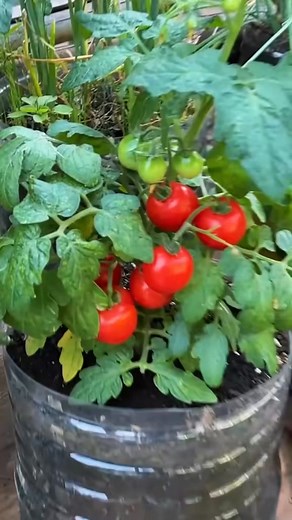 Learn how to grow tomatoes in plastic bottles and graft them to make stronger, more productive plants. This simple and sustainable method saves space and helps you recycle while improving plant | Agricultural knowledge